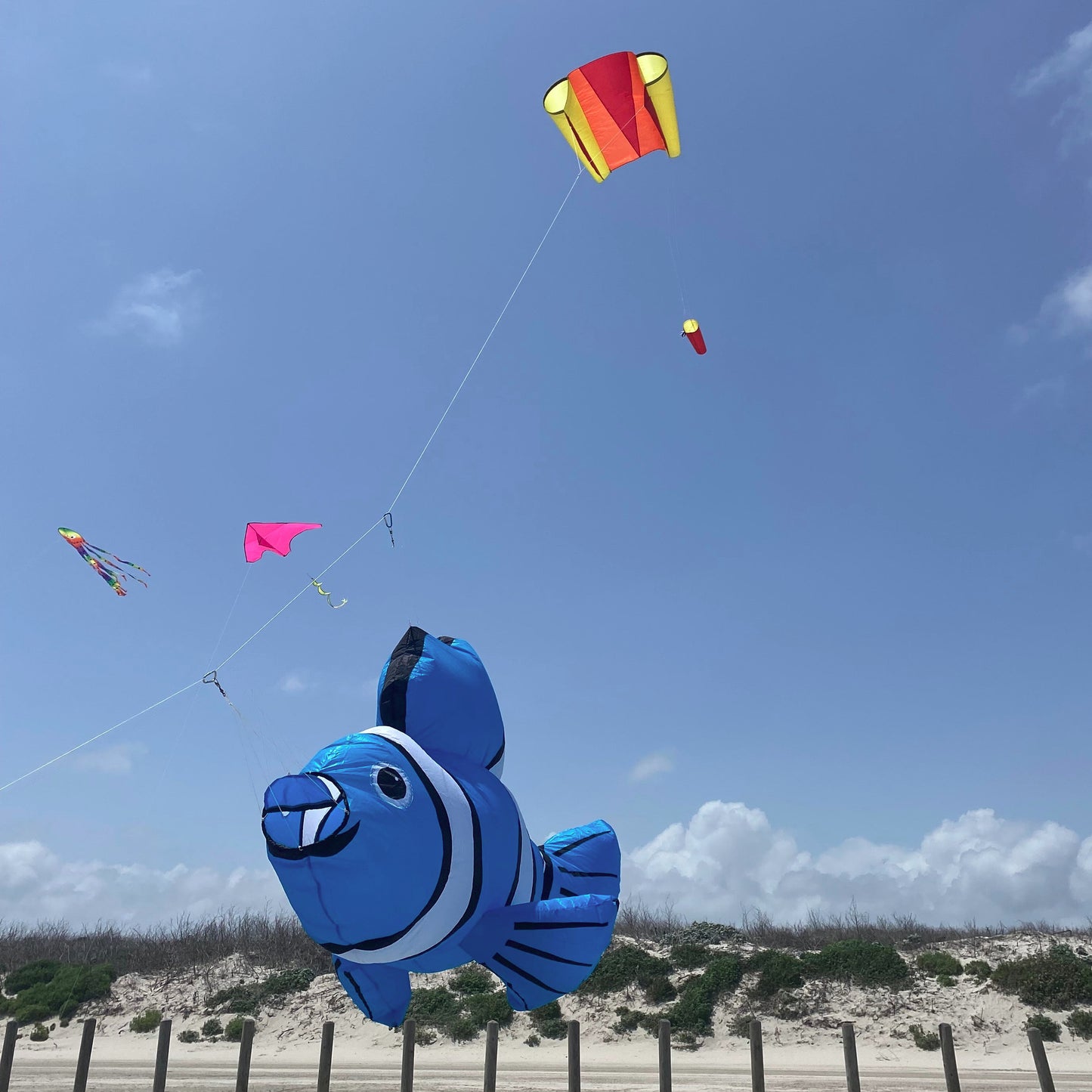 Colorful kites flying in the sky with a blue fish-shaped kite prominent.