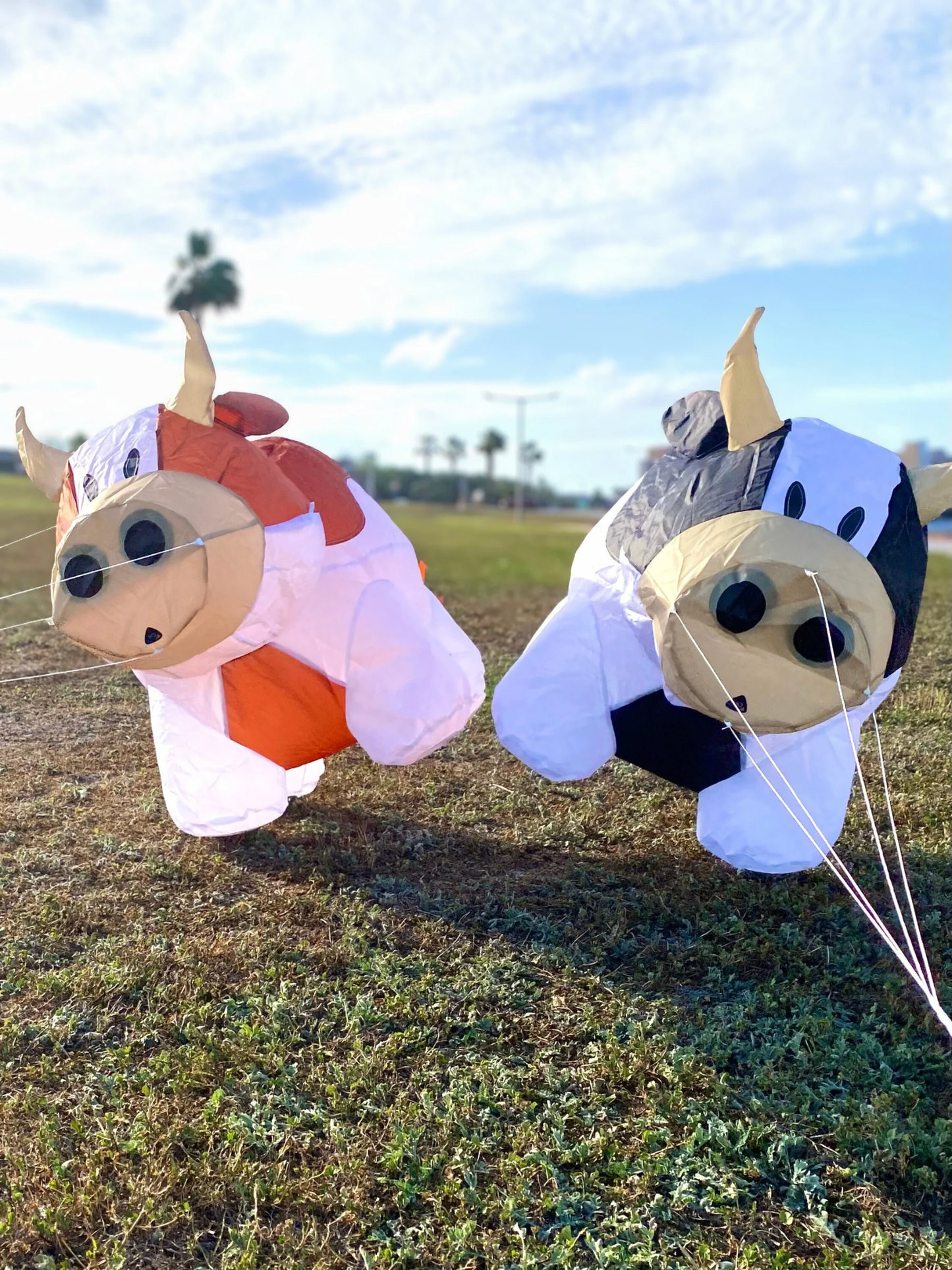 Two cow character kites on a grassy field with a blue sky.