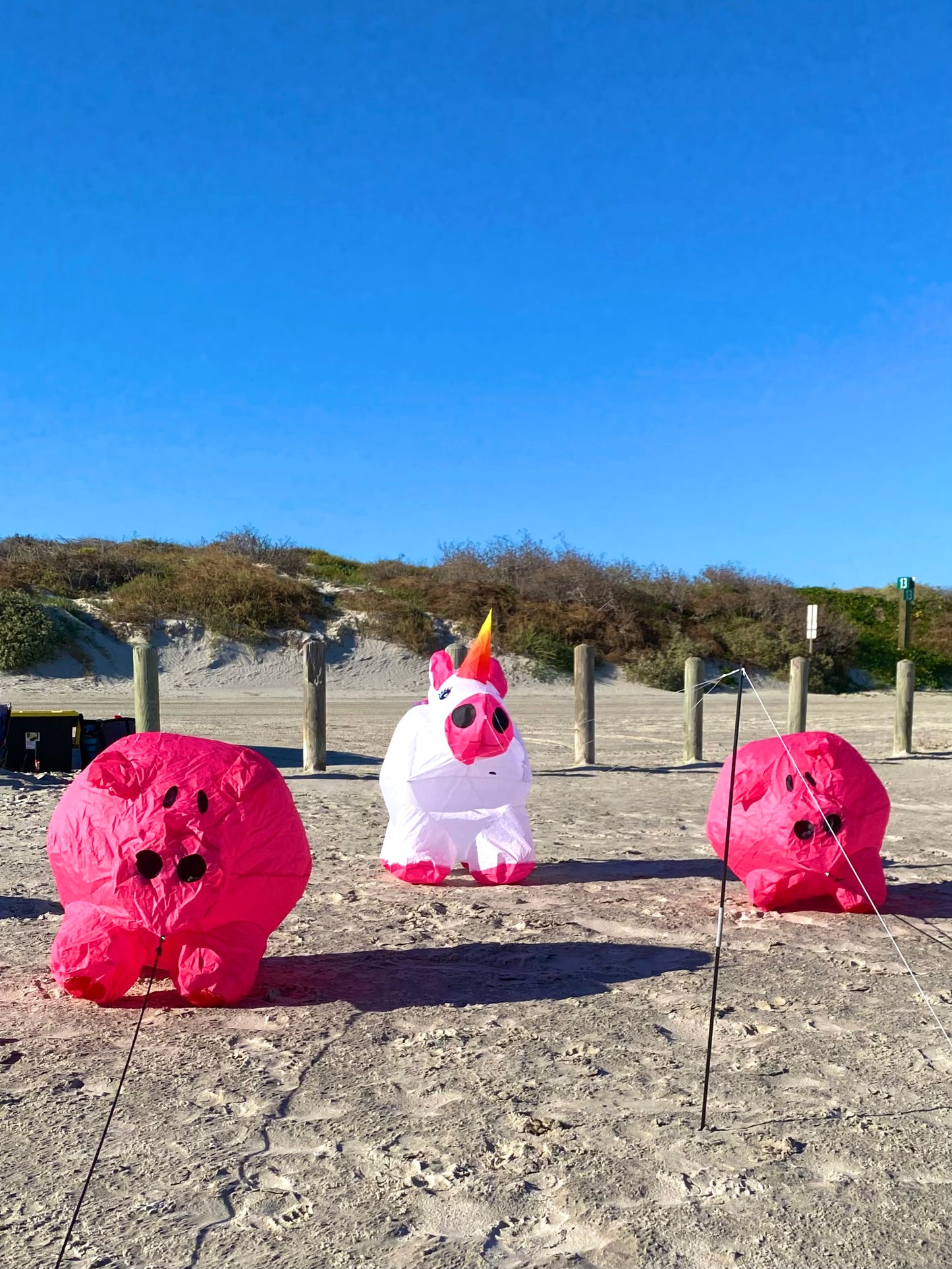 Three pink inflatable pigs and unicorn on a sandy beach with clear blue sky.