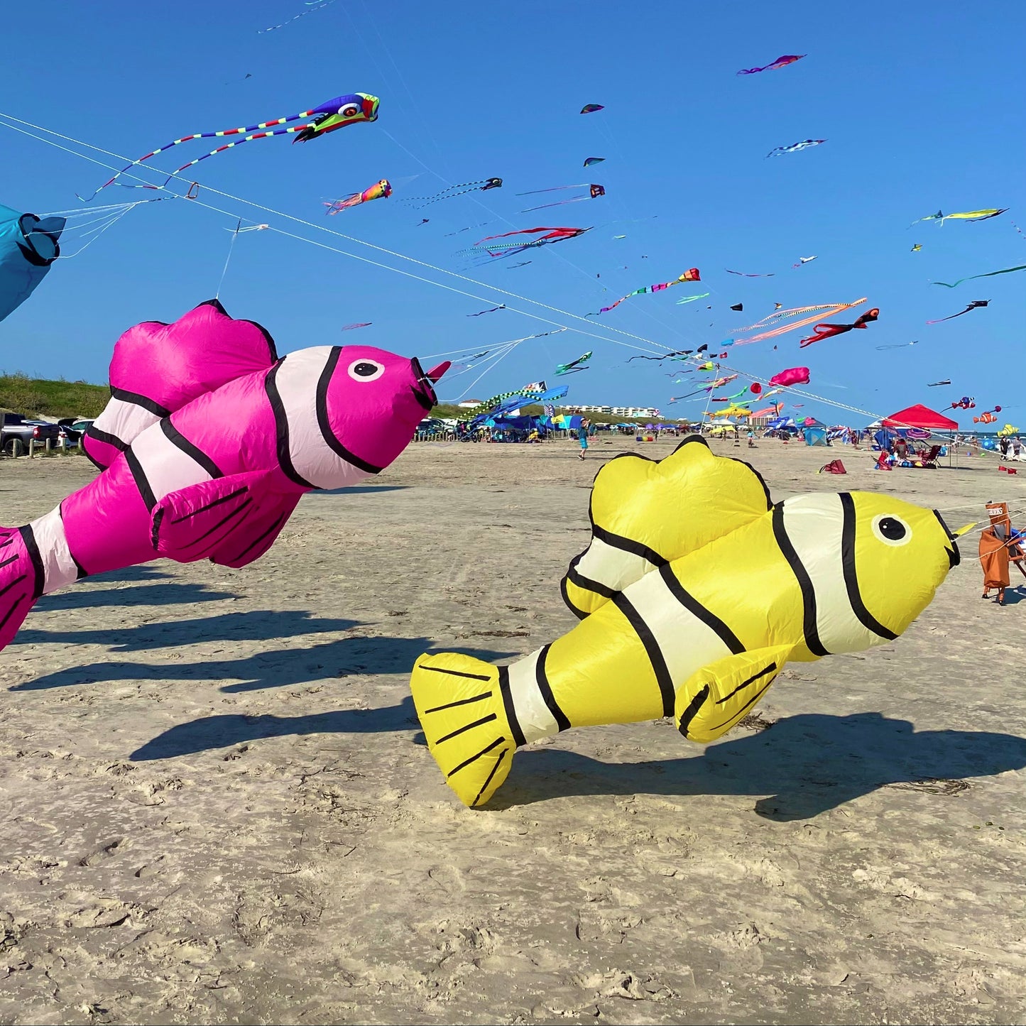 Pink and Yellow Clownfish line laundry attached to a kite line on the beach