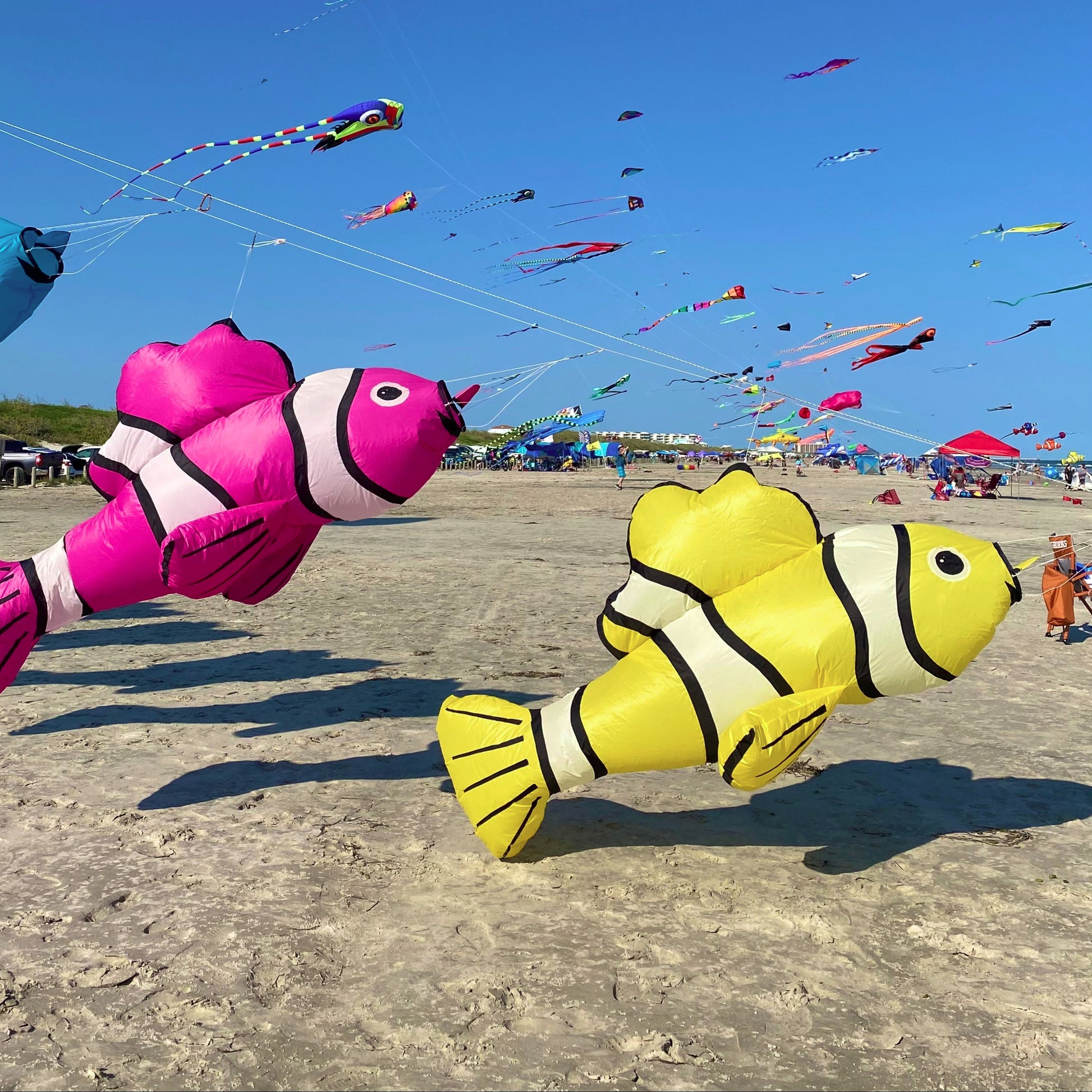 Pink and Yellow Clownfish line laundry attached to a kite line on the beach